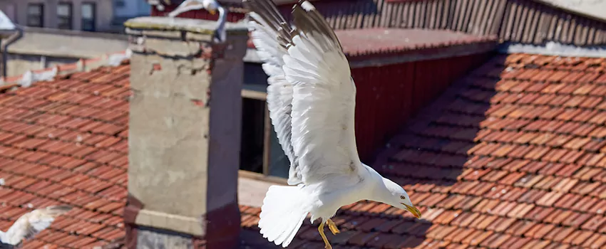 Residential Chimney Animal Removal Solution in El Dorado, AR