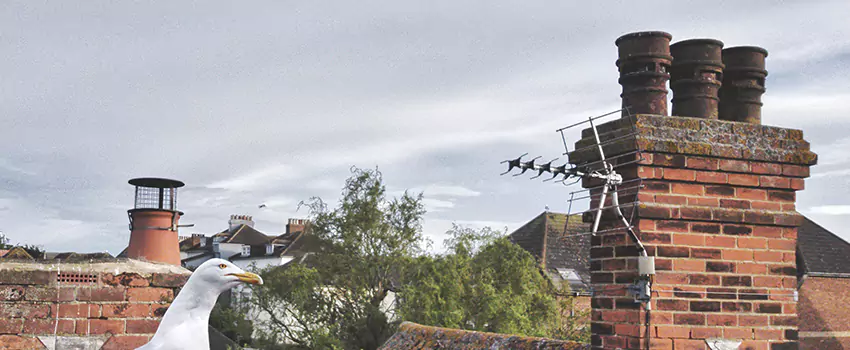 Chimney Cleaning And Restoration in El Dorado, Arkansas